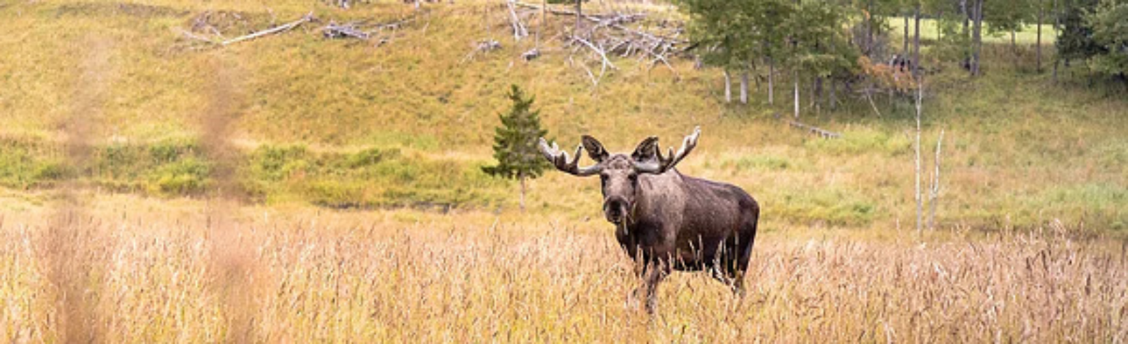 Moose Garden First Camp